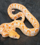 snake